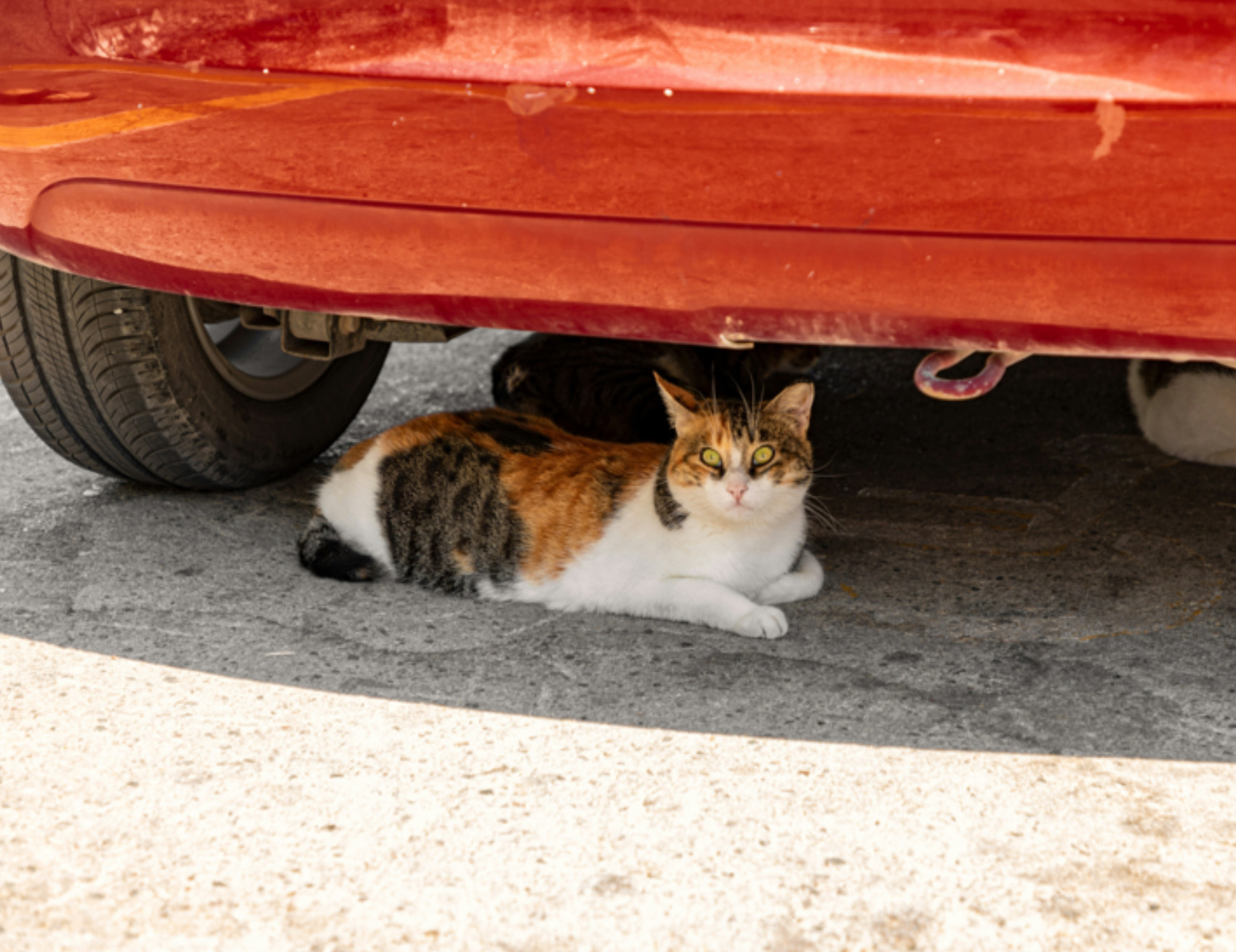 Gatto sotto la macchina