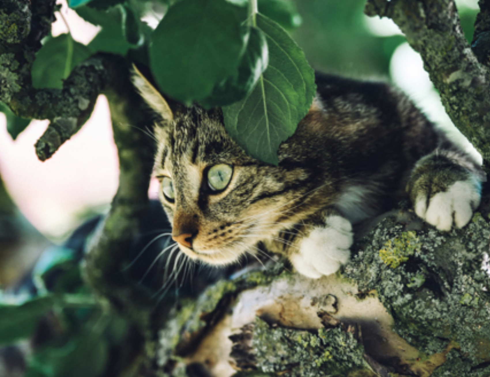 Gatto sull’albero