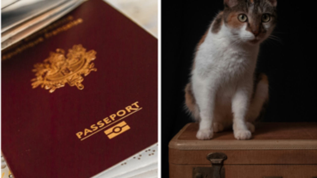 Gatto e passaporto