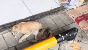 Questo gatto poteva solo giacere inerme per via della sua zampa rotta, ormai irrecuperabile – Video