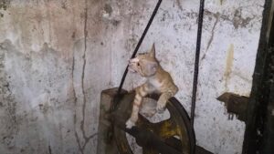 Rimasto bloccato nel meccanismo di un ascensore, questo gatto non ce l’avrebbe mai fatta da solo – Video