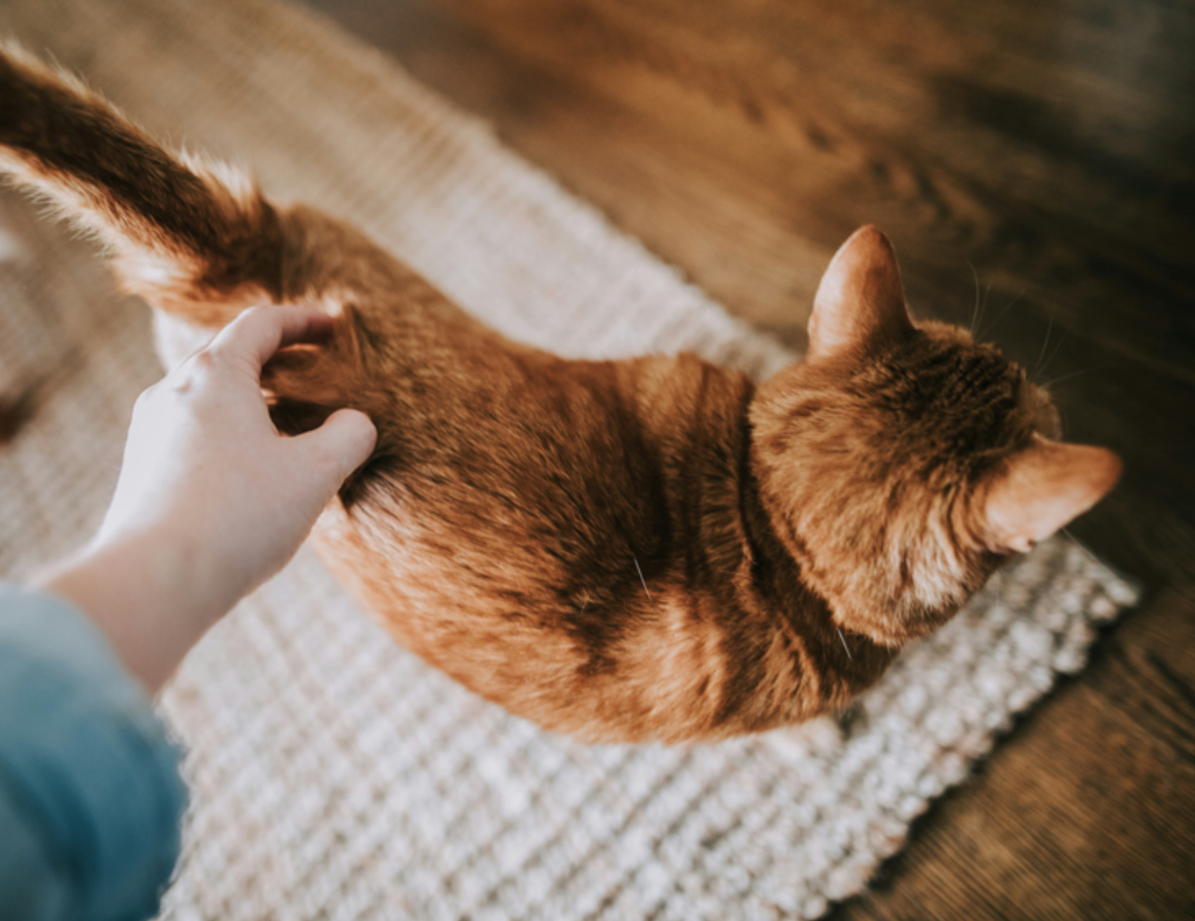 Uomo tocca il gatto