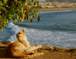 Sapevi che in Italia esiste una spiaggia che è tutta (o quasi) per i gatti?