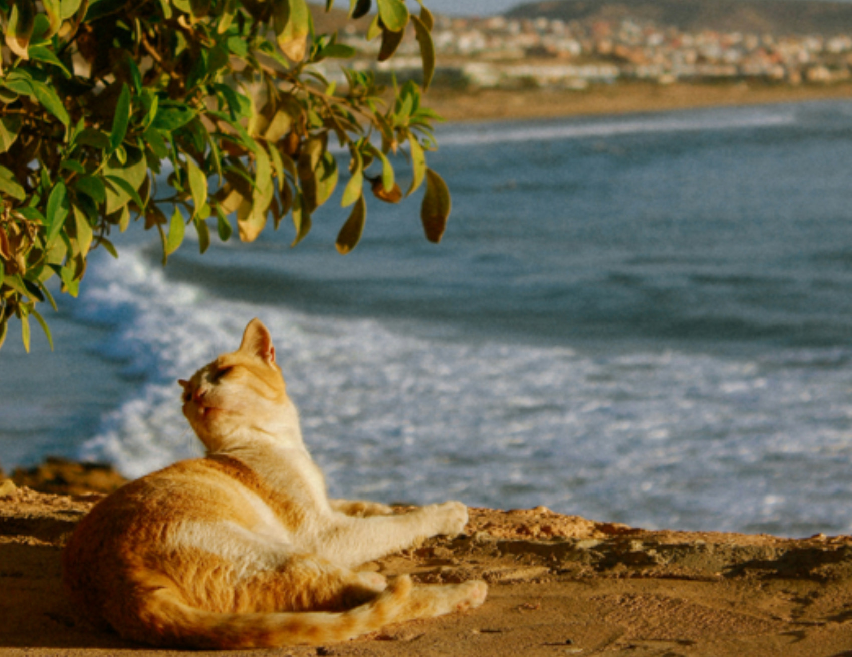 Gatto guarda dietro