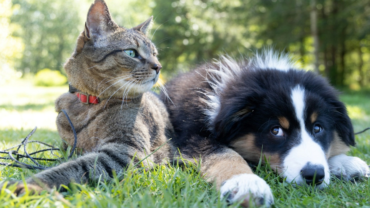 gatto e cane