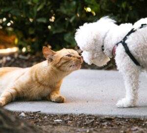 Se nonostante tutti gli sforzi il tuo gatto continua a odiare il cane forse i motivi sono questi