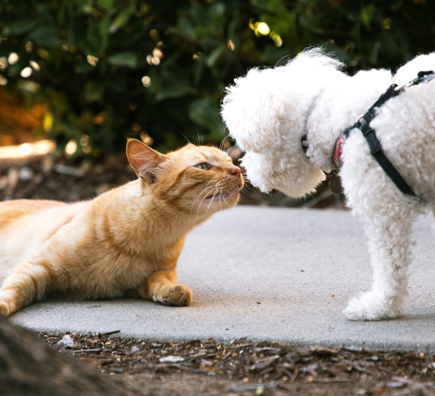 gatto continua a odiare cane