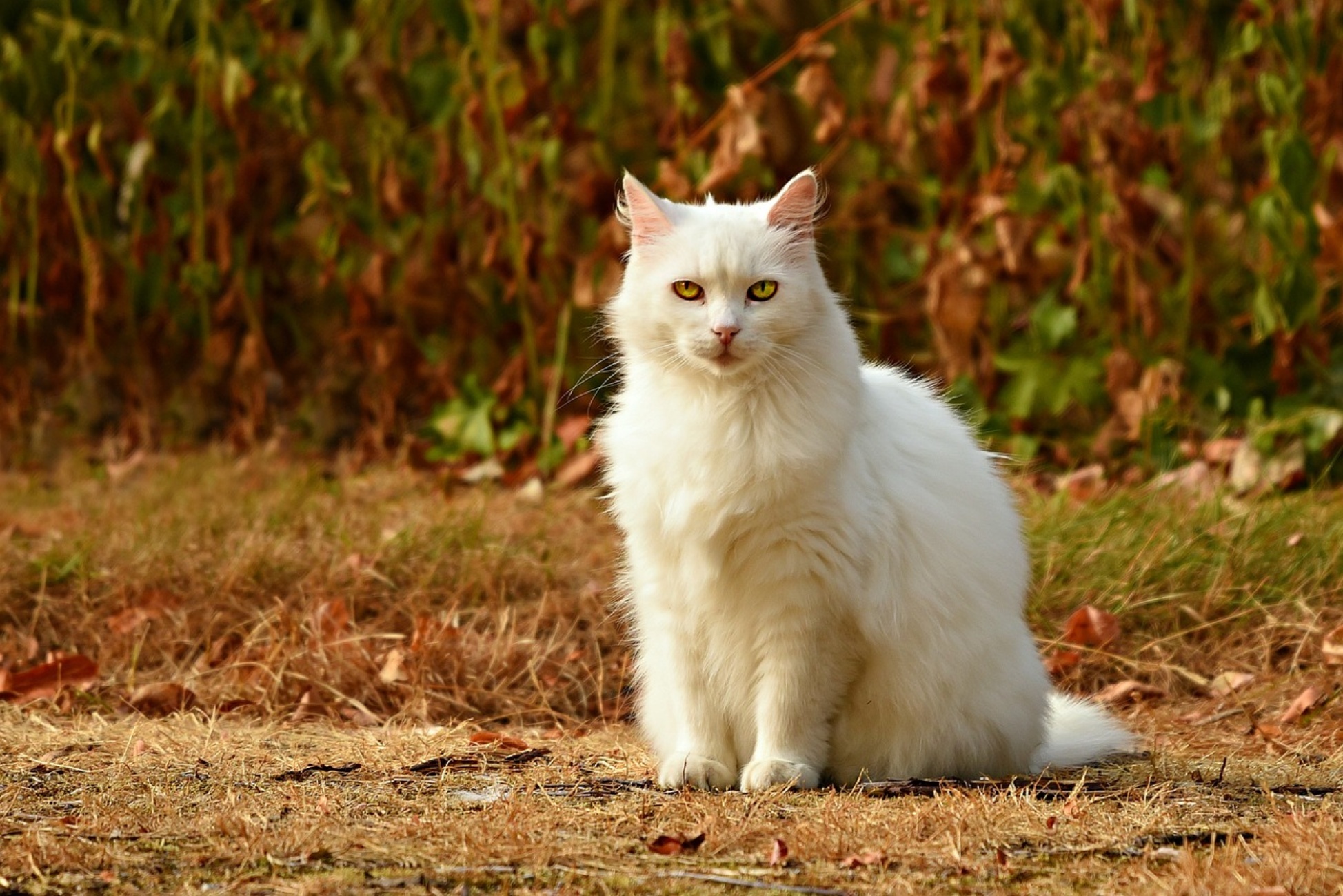 far uscire il gatto nelle ore calde