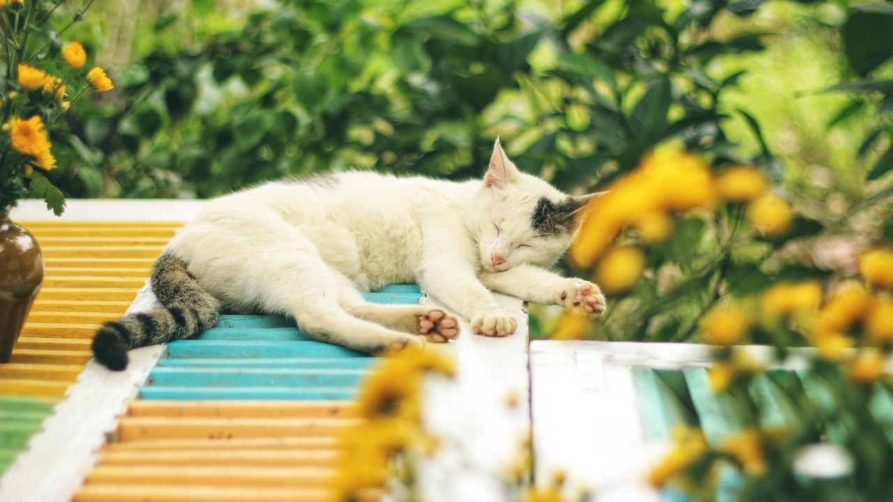 quando deve uscire il gatto l'estato