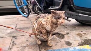 Trattato come un giocattolo dai bambini, il gatto randagio è stato torturato fino allo sfinimento – Video