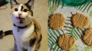 La sua proprietaria aveva preparato dei biscotti, ma la gattina golosa ha già lasciato il suo “zampino”