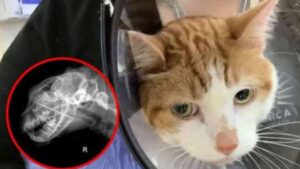 I raggi X rivelano un sorprendente oggetto incastrato nella gola del gatto che gli ha perforato la bocca