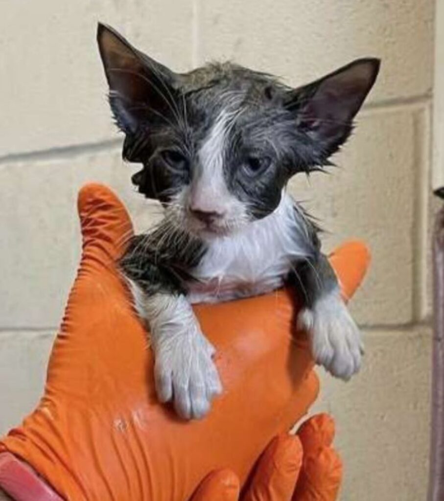 un gattino dopo il bagnetto