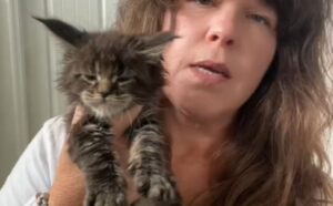 La cucciolata di gattini Maine Coon rimasti orfani è diventata famosa: tutti vogliono sapere come stanno (VIDEO)