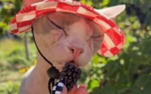 Questo gatto Sphynx si gode una giornata all’aria aperta e incarna alla perfezione il divertimento estivo (VIDEO)