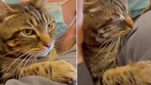 Il gatto anziano che nessuno voleva si aggrappa forte all’unica donna che ha visto in lui la bellezza