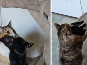 Il gatto anziano “adotta” un gattino: “È finalmente diventato papà”