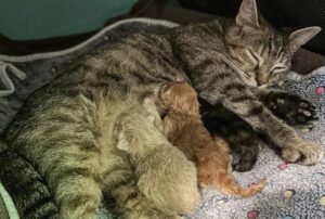 Una donna è andata in un rifugio per prendere dei gattini, ma è tornata con un gatto che aveva davvero bisogno di lei