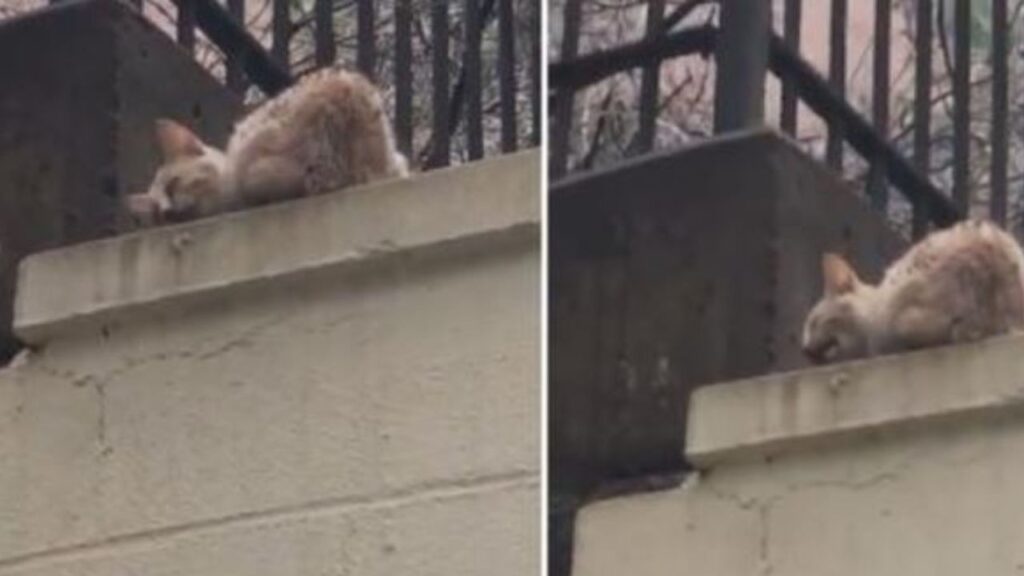 un gattino sul balcone