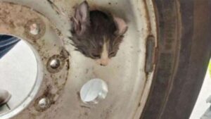 Il povero gattino è rimasto incastrato per due giorni nella ruota di un’auto finché non sono intervenuti i pompieri