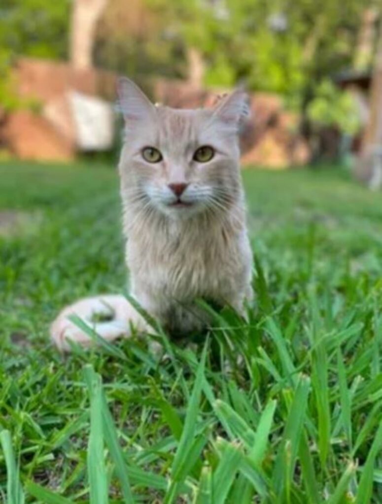 un gatto arancione di nome Shrimp