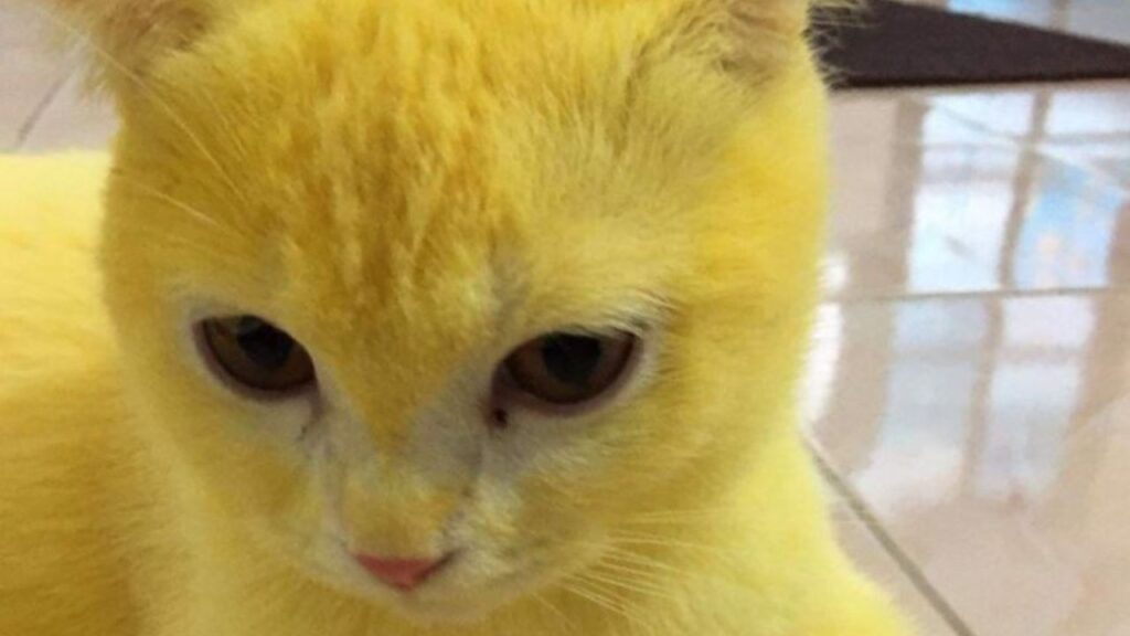 un gatto giallo