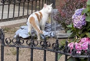 Il gatto resta seduto fuori cercando di entrare in un edificio per settimane finché una coppia non interviene per aiutarlo