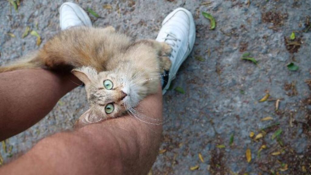 gatto inquadrato dall'alto