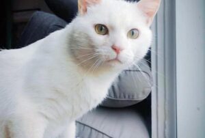 Un gatto randagio appare in un cortile, pronto a cambiare la sua vita dopo un periodo davvero difficile