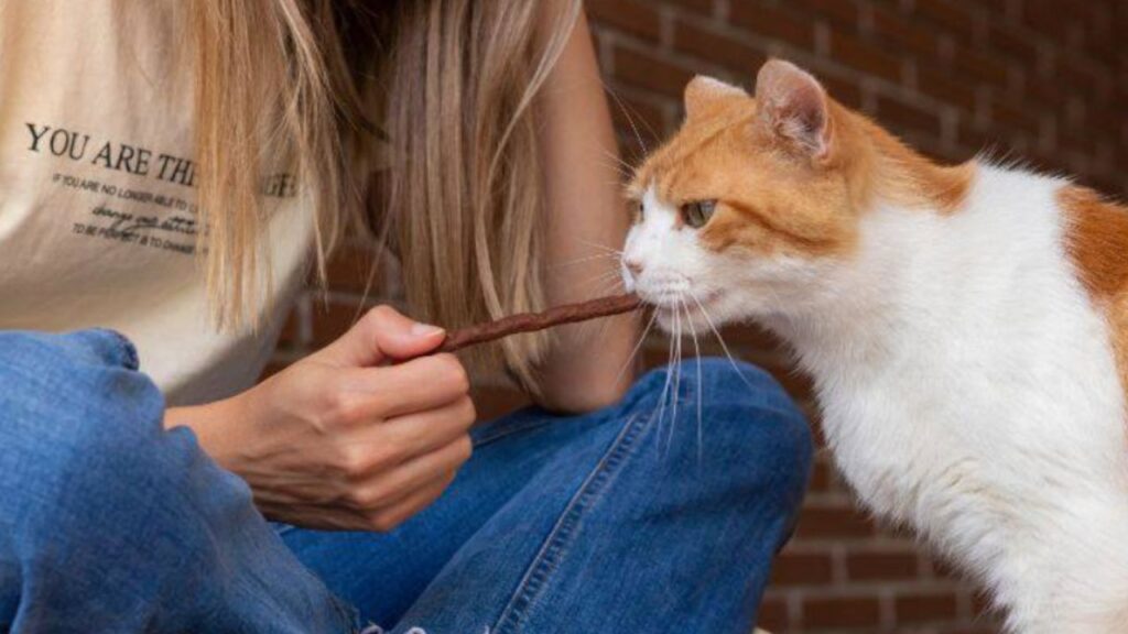 gatto vicino ad una donna