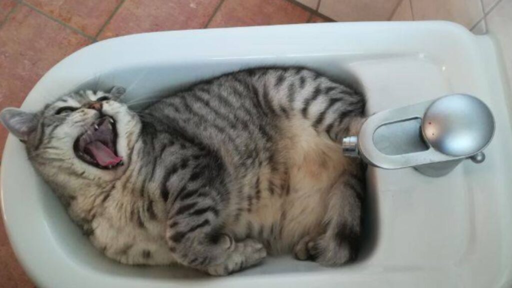 gatto nel bidet