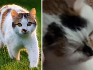 La gatta che ha avuto tanti cuccioli pulisce ripetutamente i giochi pensando a tutti i micini che ha perso