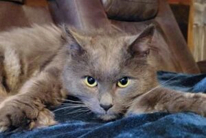 Il gatto è riuscito a trovare la casa giusta dove fare una spuntino e ha continuato a tornare finché non ha raggiunto il suo obiettivo