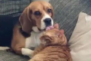 Questo gatto ha una “spazzola” molto speciale: il suo amico Beagle