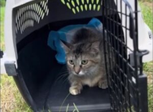 Gatto non vuole tornare nella colonia dopo aver conosciuto una casa vera