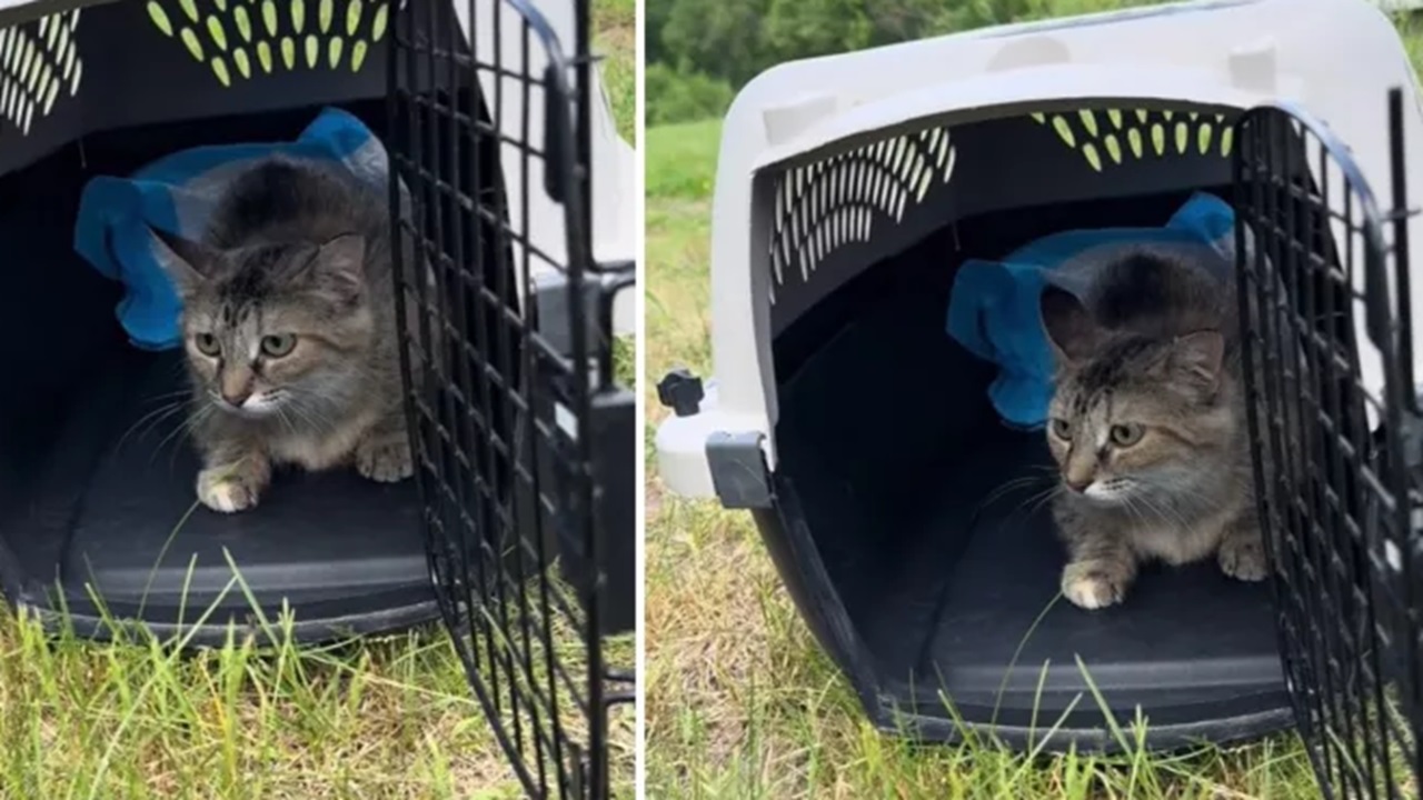 Gatto non vuole tornare nella colonia