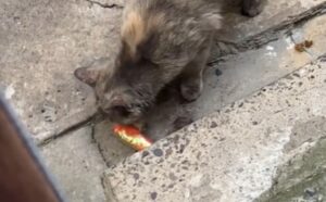 Il gatto randagio riceve un giocattolo per la prima volta e non riesce a crederci (VIDEO)