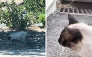 Il gatto randagio che viveva in condizioni strazianti segue una donna fino a casa: adesso ha una famiglia (VIDEO)