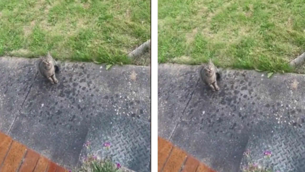 Gatto randagio ora di mangiare