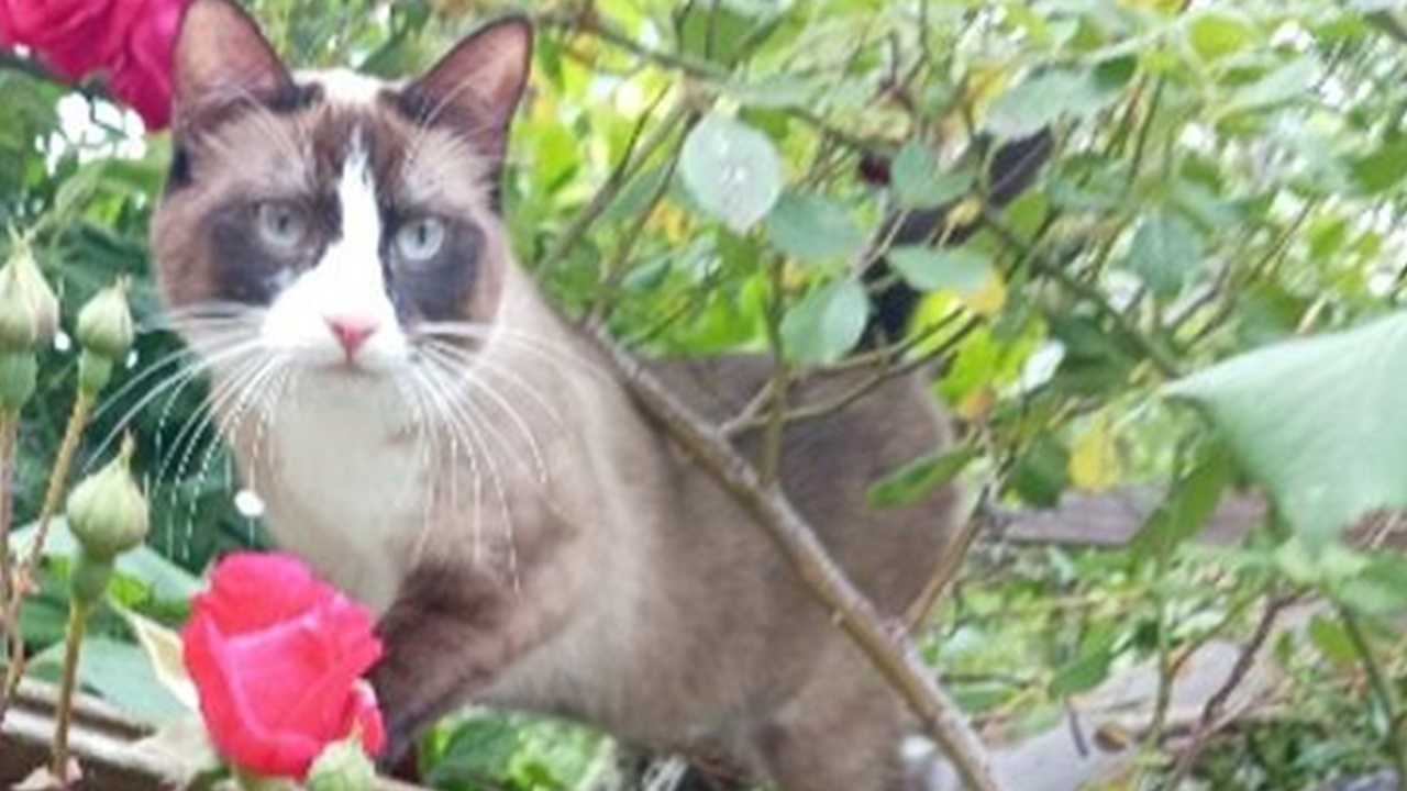 Gatto in mezzo ai fiori