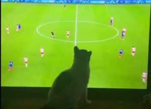 Gatto segue le partite di calcio alle Olimpiadi: è un idolo sulla rete