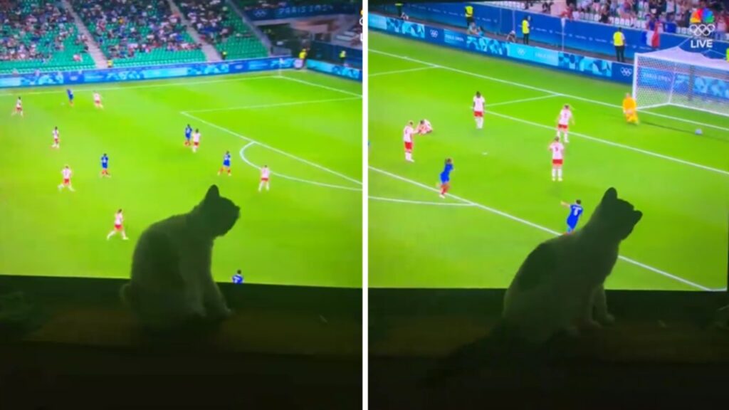 Gatto partite calcio Olimpiadi