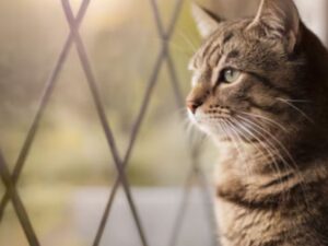 Lasciare isolato il gatto non è mai una soluzione: questo è quello che potrebbe succedere