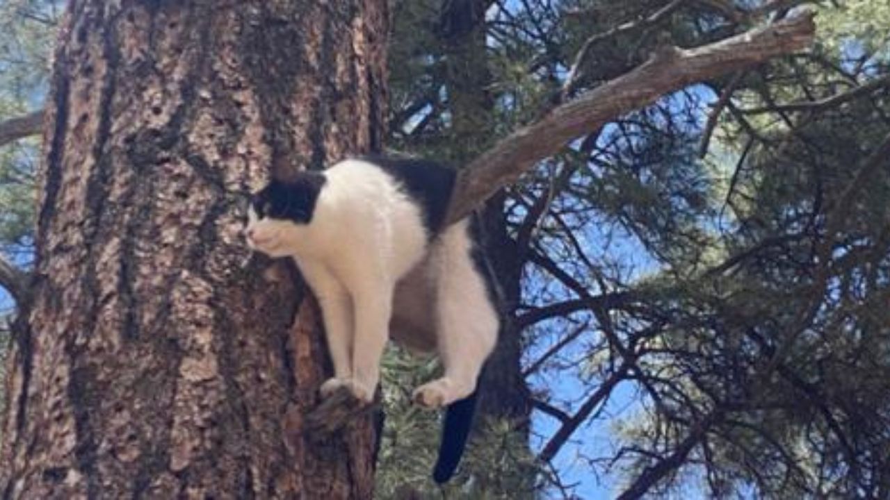 gatto sull'albero