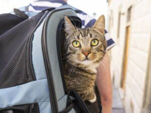 Se il tuo gatto ti sembra sotto stress per il viaggio, niente panico: ci sono dei modi per calmarlo