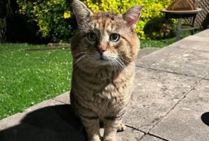 Un giorno questo grosso gatto si presenta davanti a una casa per chiedere cibo: è così che cambia il corso della sua vita