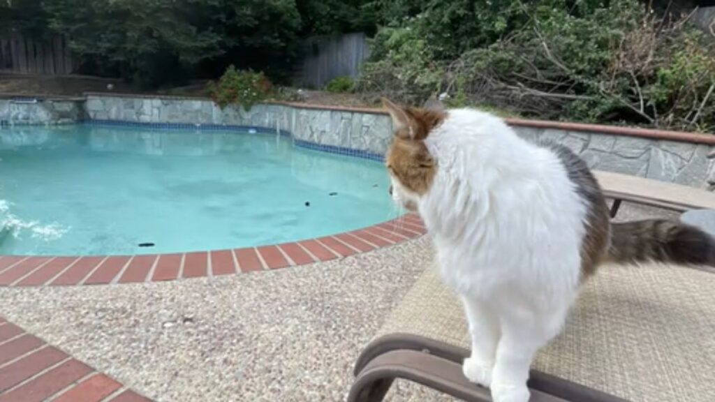 gatto che guarda in direzione della piscina