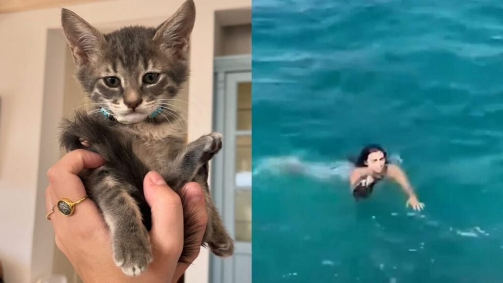 Donna in mare per salvare il gattino