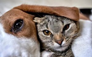 Una donna mostra il momento in cui l’adorabile gattino sceglie il suo cane per farsi salvare dalla strada