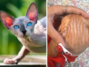 Occhio alla loro pelle: la mamma di questo Sphynx è rimasta di stucco quando lo ha visto abbronzato